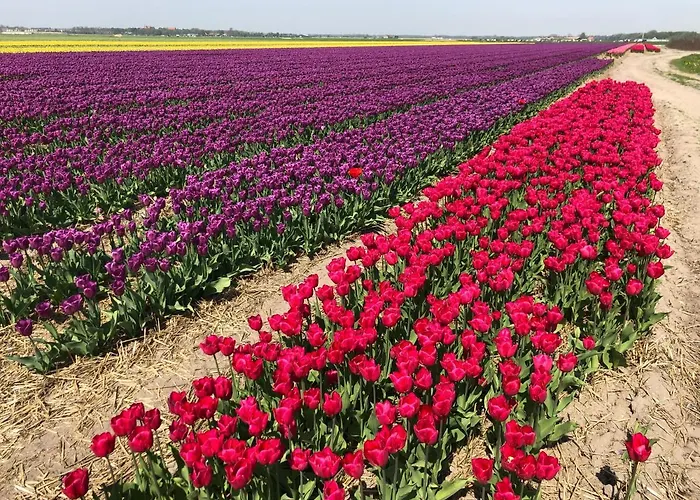 Comfortable Гостевой дом *